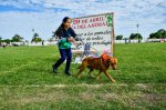 Desfile de Mascotas 20 Años: Celebrando con Amor y Compromiso Animal