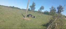 En el barrio La Mansión la caída de un poste de DPEC provocó la muerte de una vaca