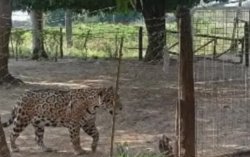En Pago Arias: registran la presencia de un yaguareté en una vivienda