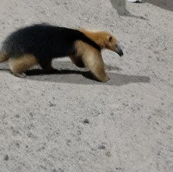 Sorpresa en la Terminal de Saladas: apareció un oso melero y fue rescatado por Bomberos